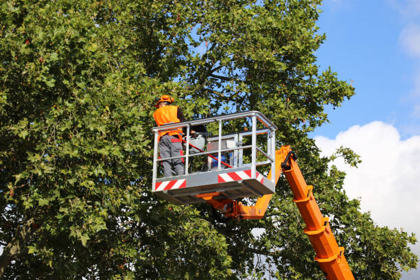 Large Tree Removal in Cheltenham Village, PA